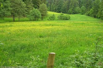5 Blick ins Goldbachtal